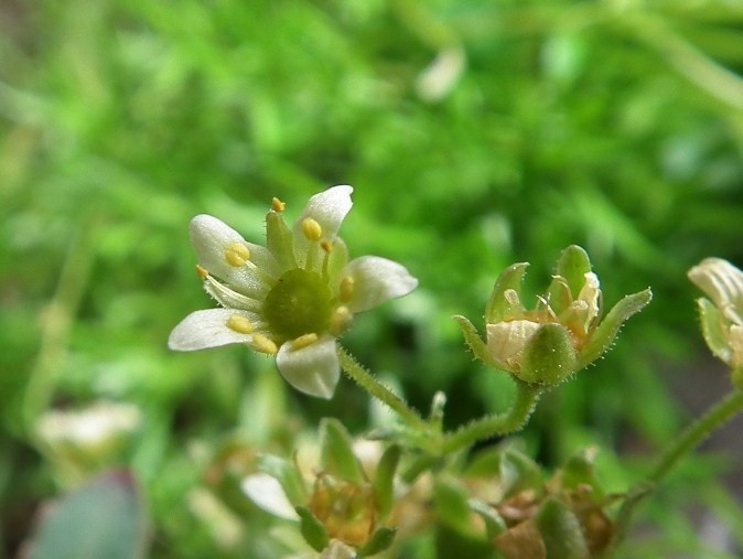 Aiuto identificazione - Saxifraga